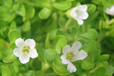 Rau đắng biển - Món quà kì diệu với trí não