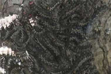 Sâu róm “quấy đảo” giám thị và thí sinh