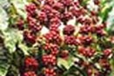 Giá cà phê đã lên tới 20.000 đồng/kg