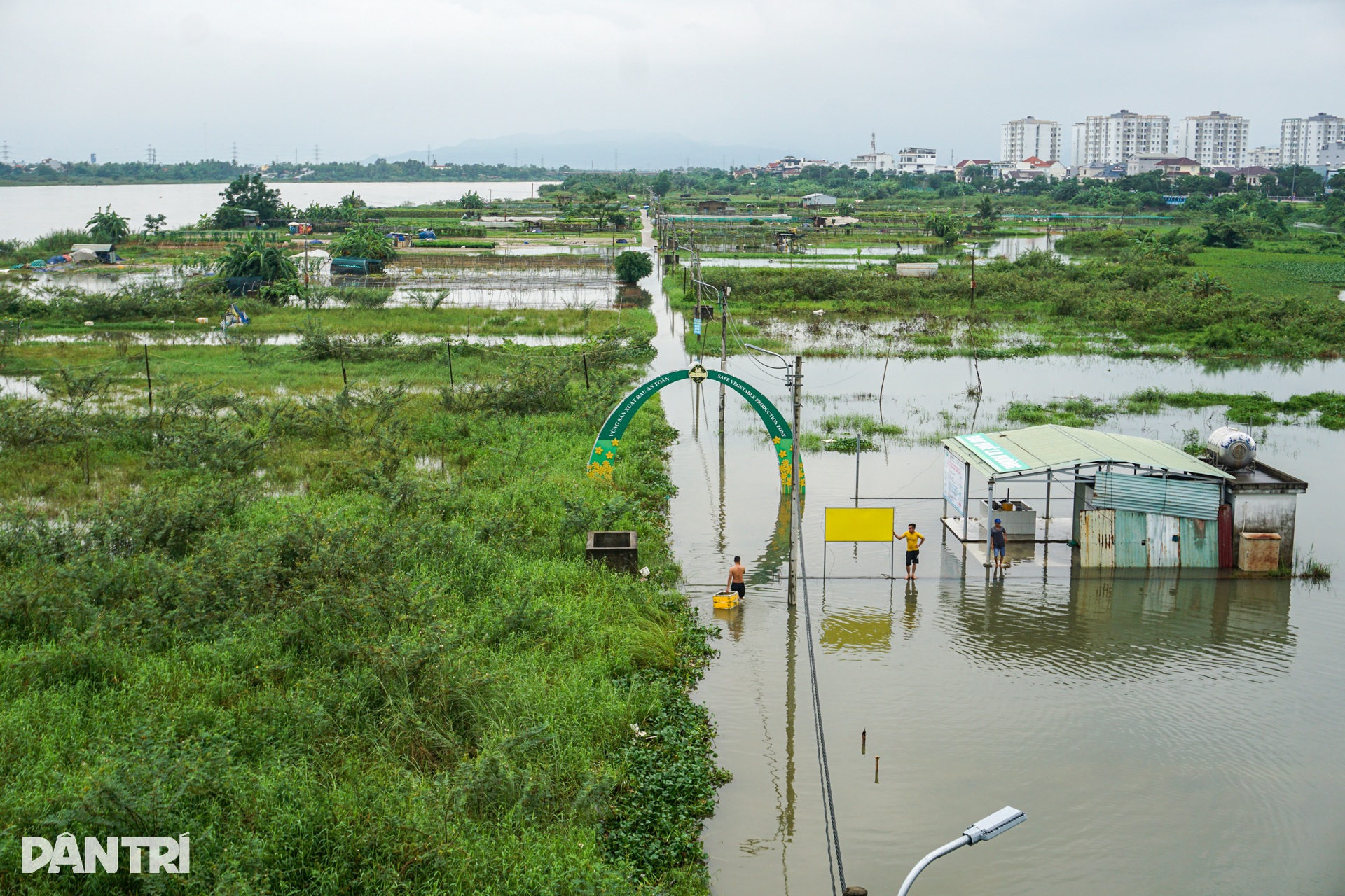 Lũ rút, để lại nỗi lo trên đồng rau bầm dập - 10 Lũ rút, để lại nỗi lo trên đồng rau bầm dập - 10