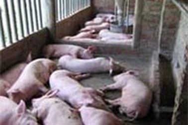 Heo chết thả trôi trên sông Trường Giang