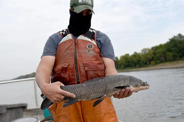 Cá trắm đen sinh sôi nhiều không kiểm soát, người dân chật vật khống chế