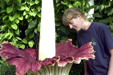 Kéo nhau đi xem hoa xác thối nở 10 năm một lần