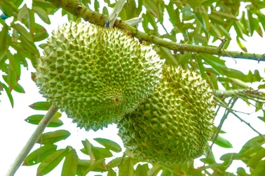 Sầu riêng xuất ngoại tăng giá kỷ lục, nông dân lãi ngay tiền tỷ