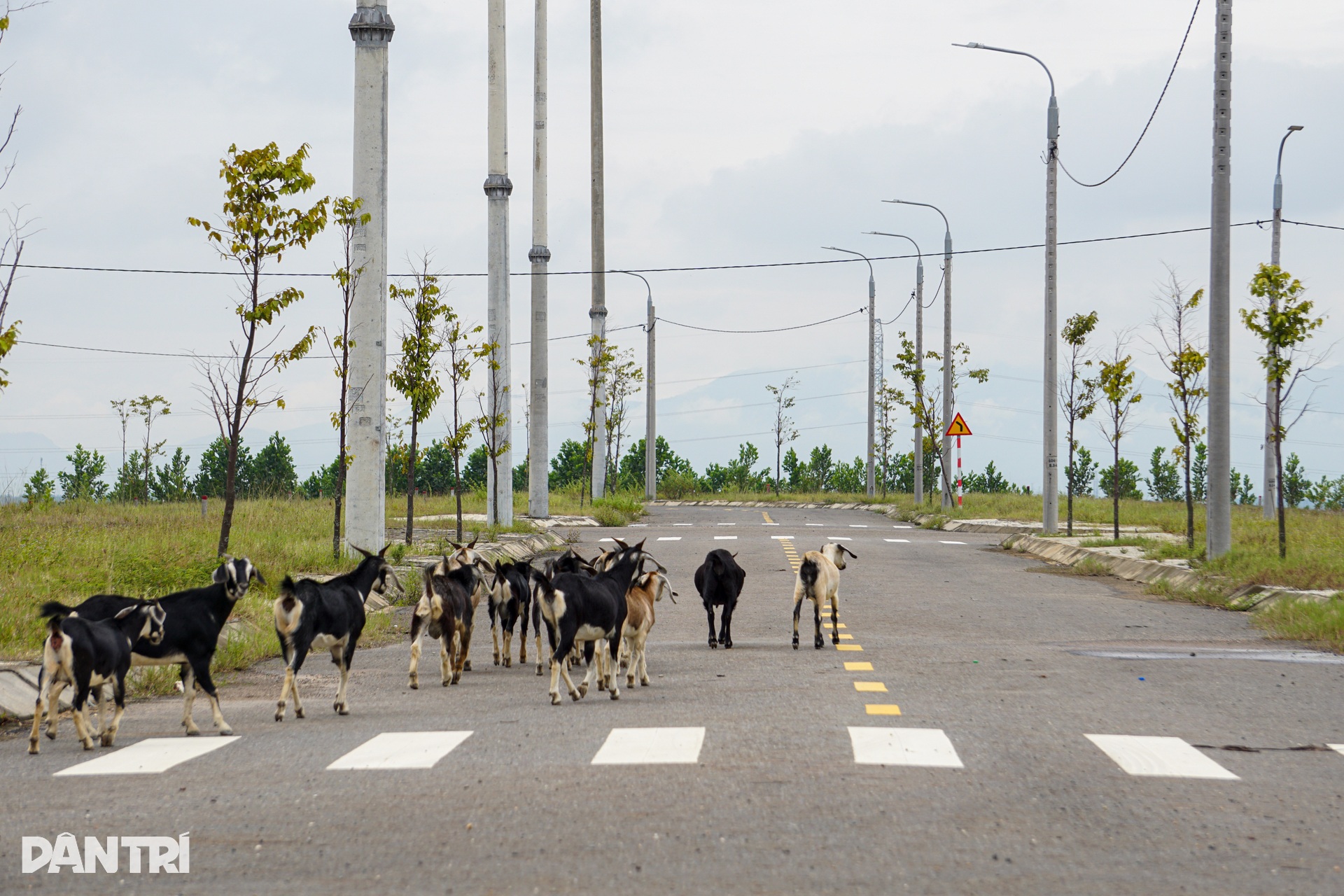 Cụm công nghiệp trăm tỷ “kẹt” đường vào, dê chạy tung tăng - 6