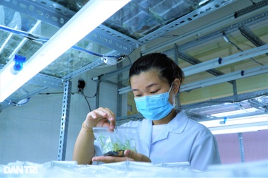 Kỹ sư 9X đút túi hàng trăm triệu đồng mỗi năm nhờ nuôi cấy mô cây giống