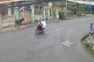 Bò điên chạy loạn, húc tử vong người đi đường