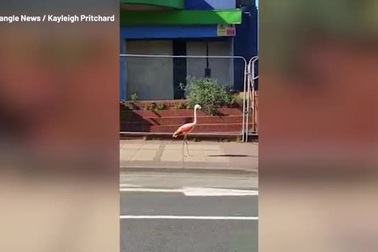 Chim hồng hạc lang thang trên đường phố