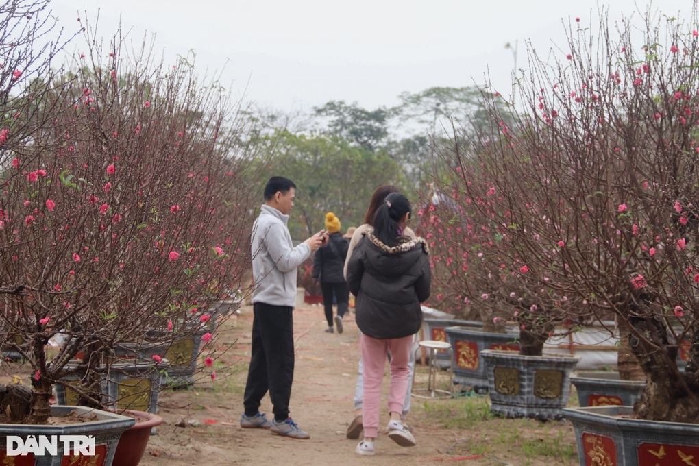 Đào, quất tiền triệu ế khách, dòng cây mini vài trăm nghìn đồng lên ngôi - 2