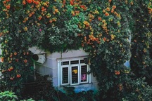 Ngôi nhà Hà Nội bên ngoài phủ hoa, trên sân thượng lung linh sắc màu