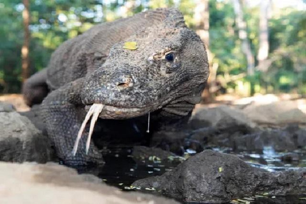 Loài rồng Komodo quý hiếm có nguy cơ tuyệt chủng vì lý do bất ngờ - 1 Loài rồng Komodo quý hiếm có nguy cơ tuyệt chủng vì lý do bất ngờ - 1