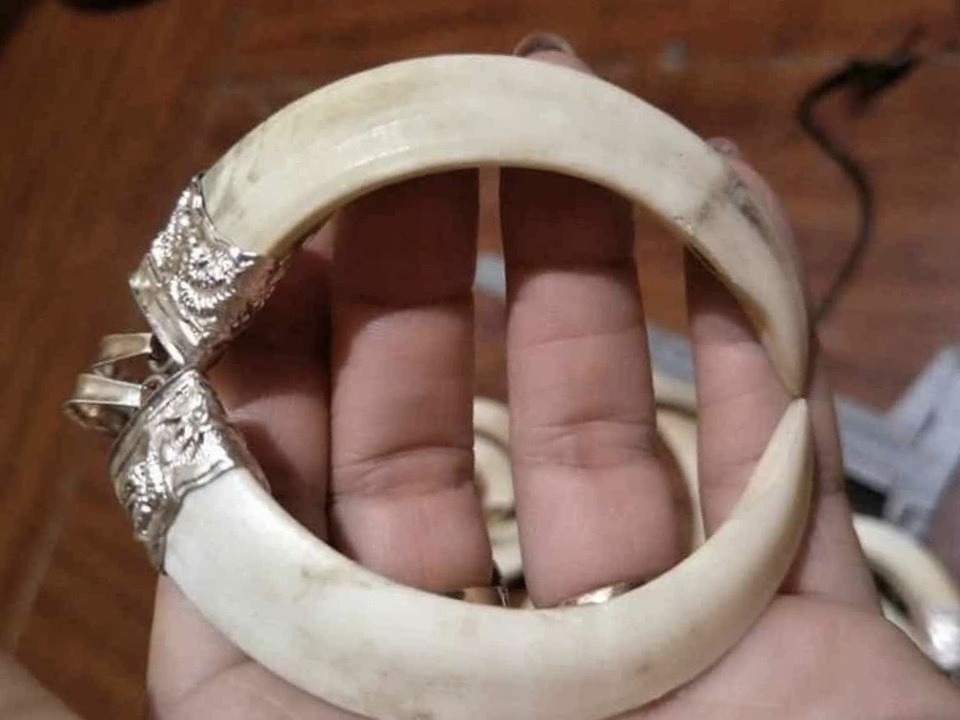 Nuôi lợn rừng lấy nanh: Phục vụ thú chơi mới kỳ công của đại gia Việt - 1 Nuôi lợn rừng lấy nanh: Phục vụ thú chơi mới kỳ công của đại gia Việt - 1
