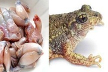 Ăn thịt cóc, 3 người trong một gia đình ngộ độc