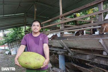 Anh nông dân nuôi dê bằng mít Thái và kết quả khiến nhiều người trầm trồ