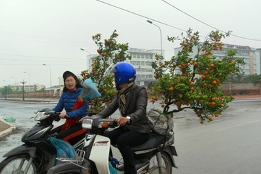 Quất, đào đại hạ giá vẫn ế chiều 29 Tết