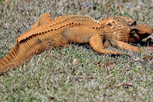 Cá sấu chuyển sang màu vàng cam kỳ lạ