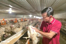 Khởi nghiệp với chuồng gà 5 triệu đồng, người đàn ông có nguồn thu chục tỷ