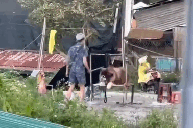 Đà Lạt xử lý việc cho thuê chó cảnh chụp ảnh, bán hàng rong