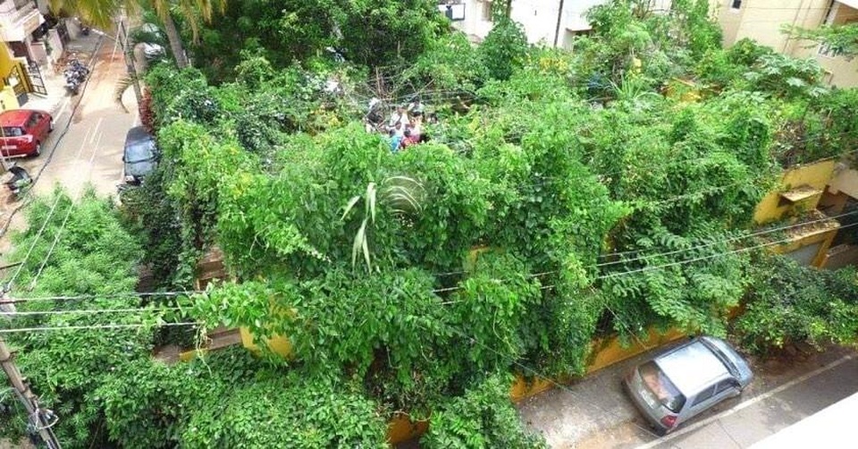 Kỹ sư về hưu tạo rừng rậm bao trọn ngôi nhà, nắng nóng… không cần quạt - 1 Kỹ sư về hưu tạo rừng rậm bao trọn ngôi nhà, nắng nóng… không cần quạt - 1