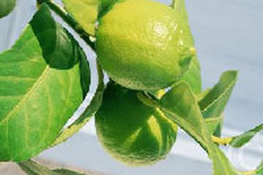 Công dụng của lá chanh