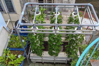 Người đàn ông tiết lộ chiêu làm vườn "tí hon" thu 50kg rau/tháng