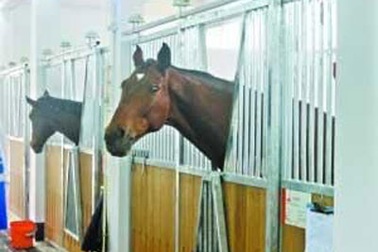 Chú ngựa đua đắt giá nhất tại Á Vận Hội Quảng Châu