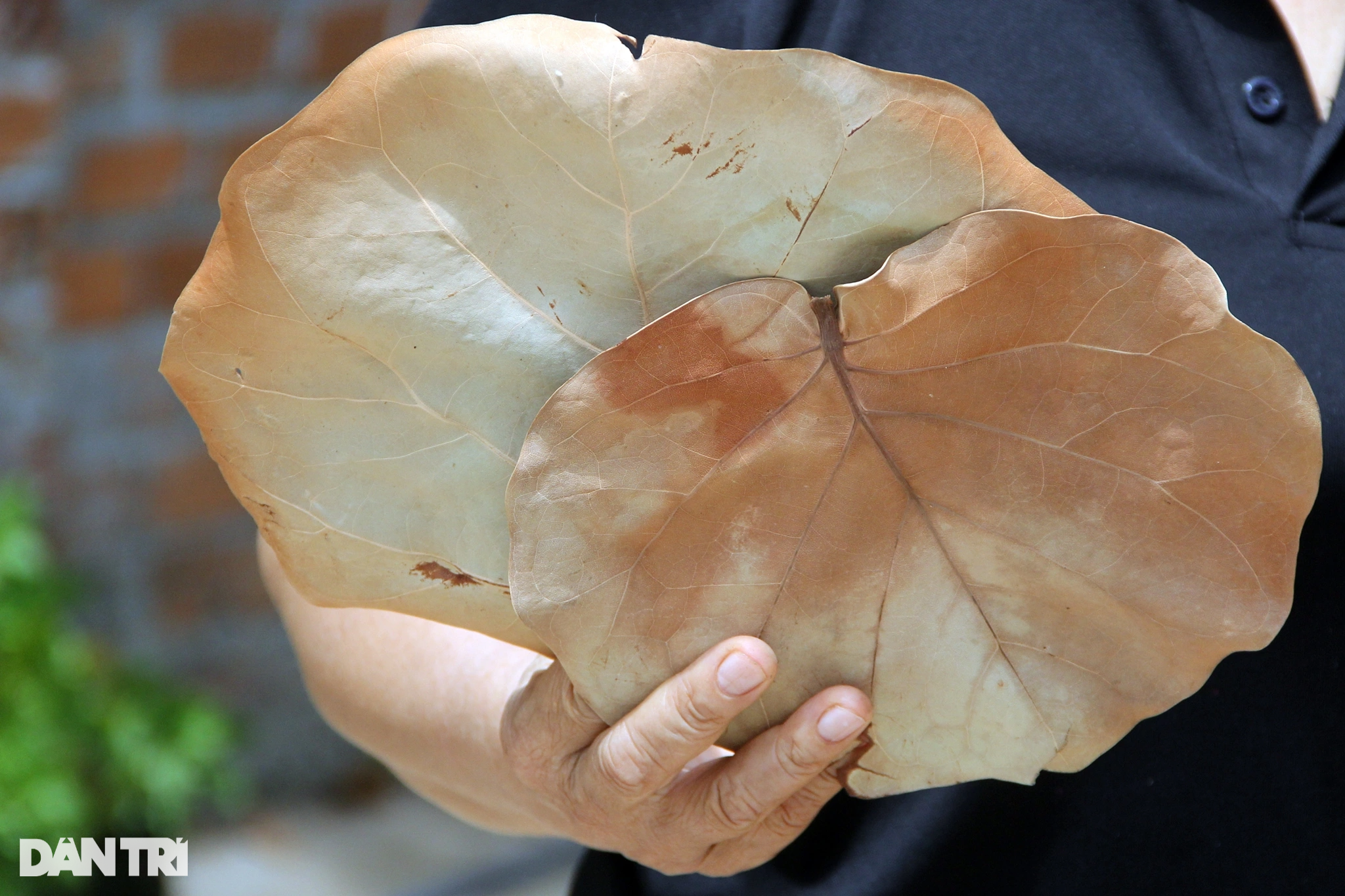 بیرون ملک برآمد ہونے والی ٹرا پتیوں سے اربوں کی آمدنی ہوتی ہے۔ Lá tra xuất ngoại mang về tiền tỷ - 2