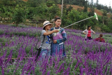 Sắc hoa Oải hương nhuộm tím "Thung lũng hoa Bắc Hà"