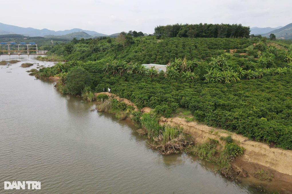 Dân sốt ruột nhìn cây trồng bị lòng hồ thủy điện Đăk Psi 6 nhấn chìm - 2 Dân sốt ruột nhìn cây trồng bị lòng hồ thủy điện Đăk Psi 6 nhấn chìm - 2