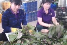 Long An: 22 cử nhân đại học đầu tiên về làm ở các HTX nông nghiệp