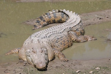 'Tận mục' 10 loài bò sát có trọng lượng lớn nhất thế giới