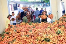 Vải Thanh Hà được mùa được giá, người mua bán tấp nập