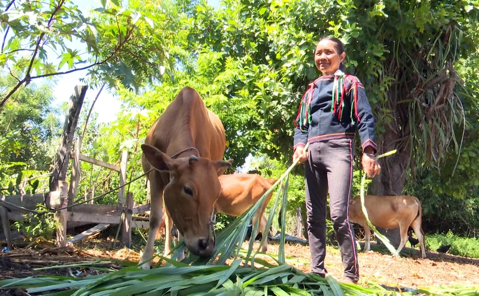 Phú Yên: Tạo sinh kế giúp đồng bào dân tộc thiểu số thoát nghèo bền vững - 5 Phú Yên: Tạo sinh kế giúp đồng bào dân tộc thiểu số thoát nghèo bền vững - 5