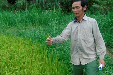 Thủy điện đồng ý xả nước cứu lúa