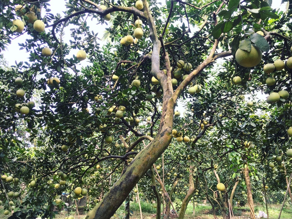 Đại gia Hà Thành chơi trội, bao trọn vườn bưởi cổ 2.000 quả ăn Tết - 1 Đại gia Hà Thành chơi trội, bao trọn vườn bưởi cổ 2.000 quả ăn Tết - 1