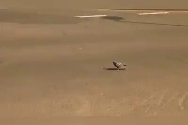 Những khoảnh khắc thoát chết may mắn của các loài động vật