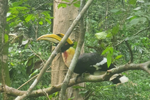 Chim hồng hoàng quý hiếm lần đầu tiên được tái thả về tự nhiên