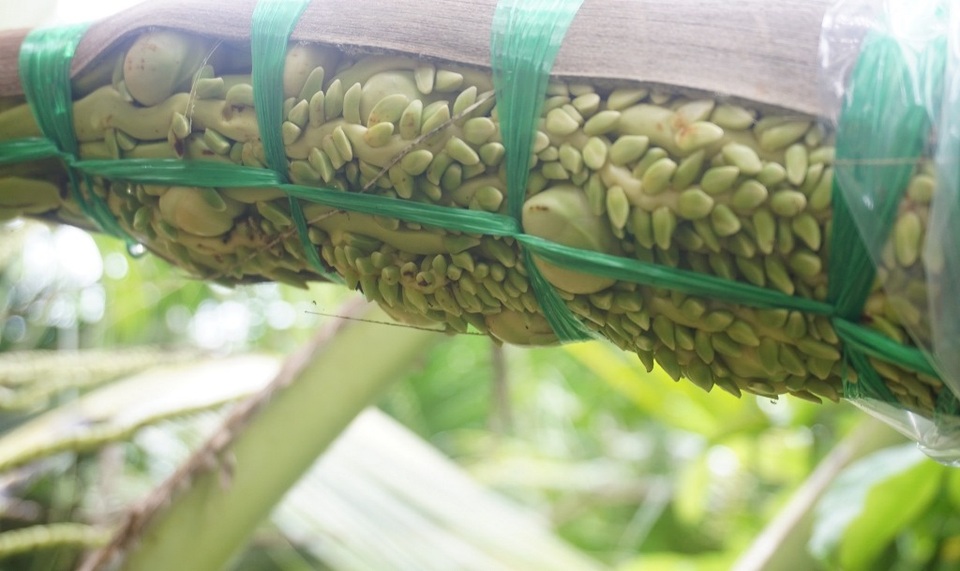 Bến Tre: Trồng dừa lấy mật từ hoa nông dân sống khỏe - 2 Bến Tre: Trồng dừa lấy mật từ hoa nông dân sống khỏe - 2