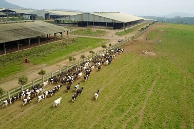Doanh nghiệp đầu tiên chuyển đổi thành công 1000 bò sữa Organic trên đồng đất VN