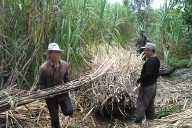 Mùa mía… đắng