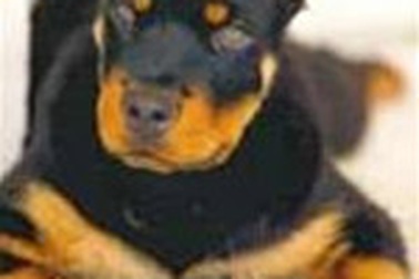 Cắt tai chó bị phạt 600 Euro