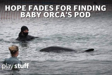 Cá voi sát thủ Toa được chăm sóc kỹ lưỡng