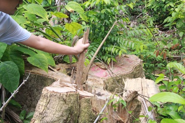 Khởi tố Hạt trưởng Hạt kiểm lâm sau loạt bài của báo Dân trí!