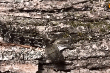 Tìm thấy con rắn chuông hai đầu hiếm có ở Mỹ