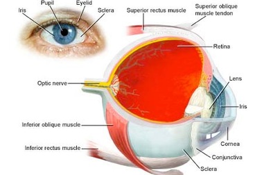Những bệnh lý ở mắt trẻ cần điều trị ngay!