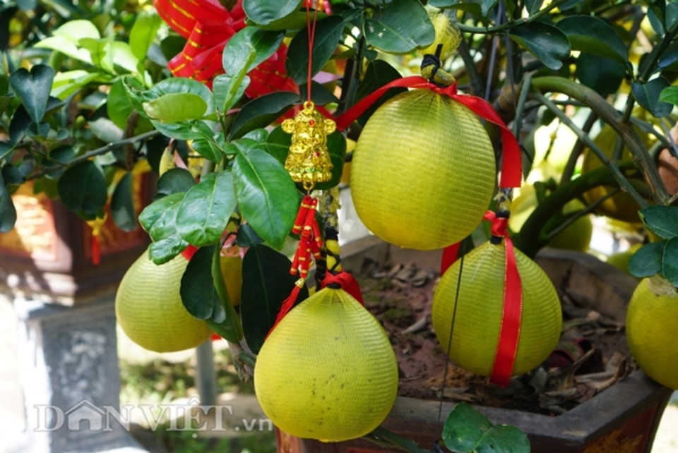 Bưởi Diễn Tết đổ bộ Sài thành, 70 triệu/cây khách vẫn xuống tiền - 2 Bưởi Diễn Tết đổ bộ Sài thành, 70 triệu/cây khách vẫn xuống tiền - 2