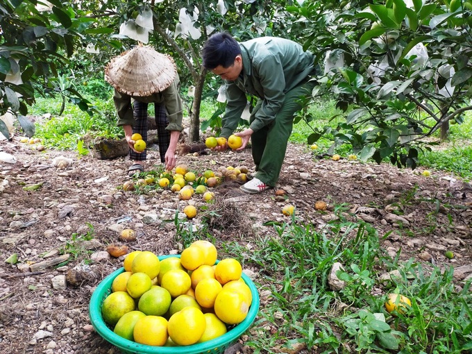 Hà Tĩnh: Hàng ngàn ha cam có giá trị đang vào vụ thu hoạch bị mất trắng - Ảnh 3. Hà Tĩnh: Hàng ngàn ha cam có giá trị đang vào vụ thu hoạch bị mất trắng - Ảnh 3.
