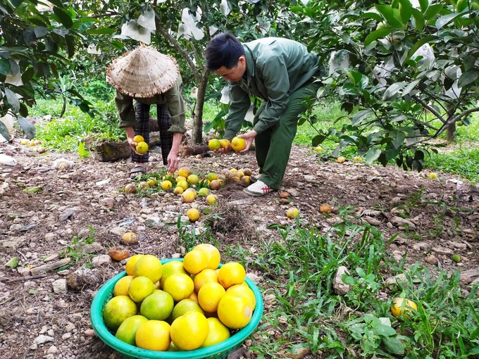 Hà Tĩnh: Hàng ngàn ha cam có giá trị đang vào vụ thu hoạch bị mất trắng - Ảnh 3.