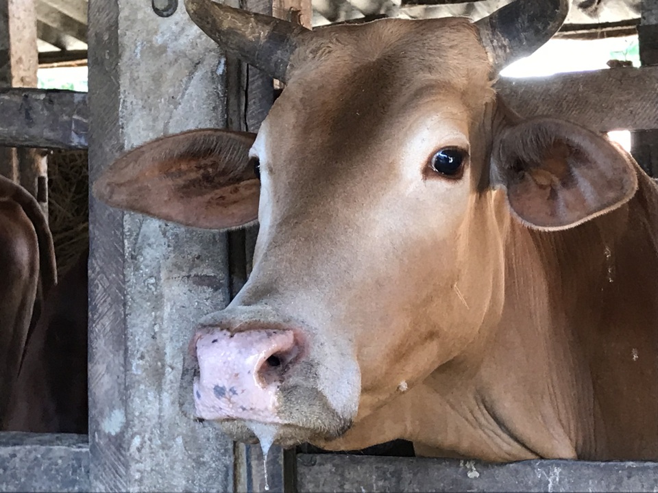 Hàng trăm con bò ngã bệnh, cả xã mất Tết - 2 Hàng trăm con bò ngã bệnh, cả xã mất Tết - 2