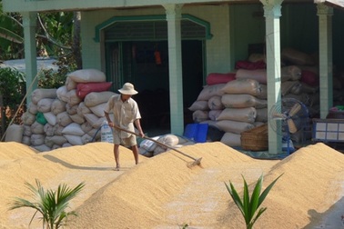 Giá lúa tụt thảm, nông dân được mùa cũng khóc!